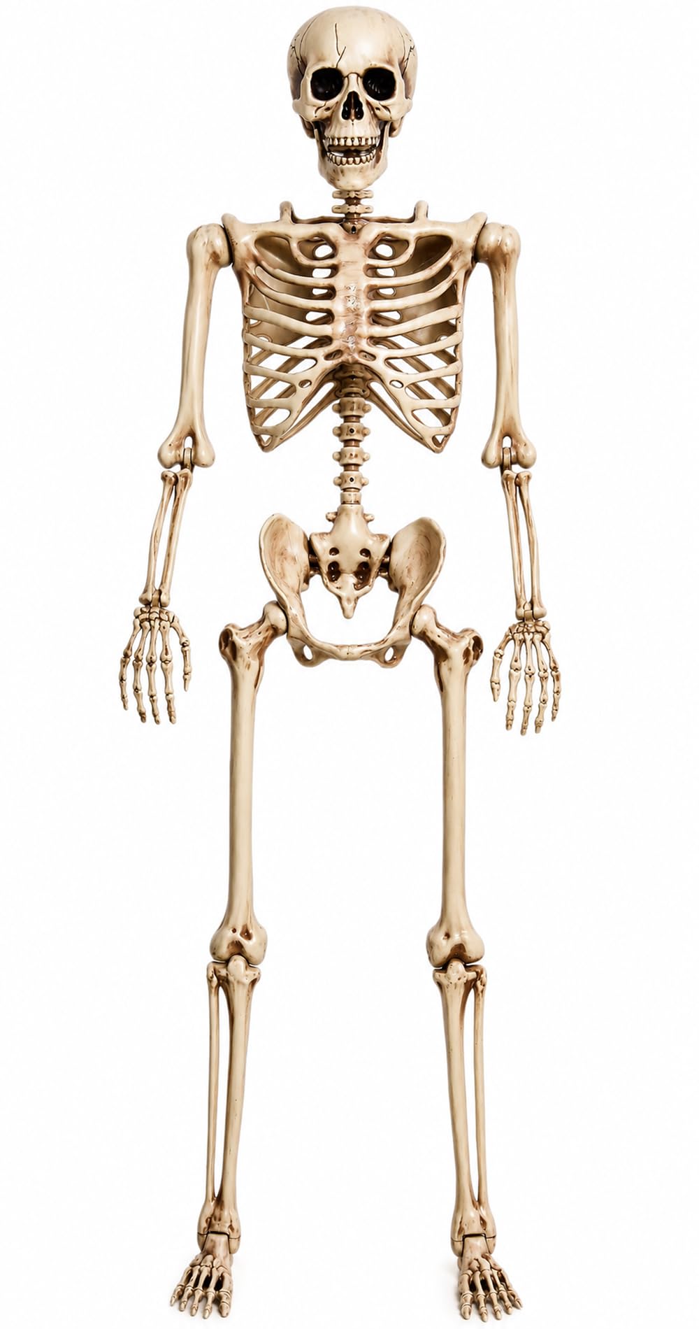 5.4 Ft Life Size Posable Skeleton R7377