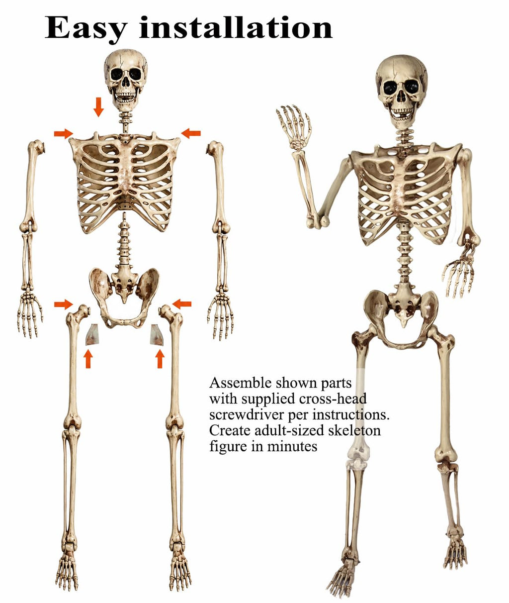 5.4 Ft Life Size Posable Skeleton R7377