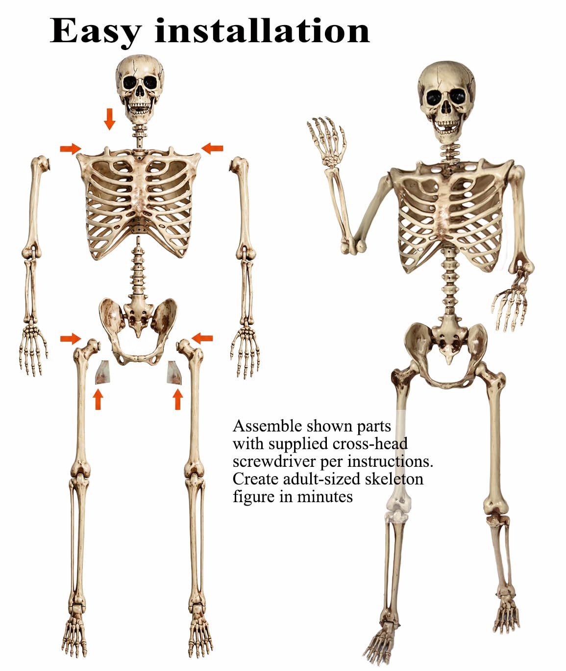 5.4 Ft Life Size Posable Skeleton R7377