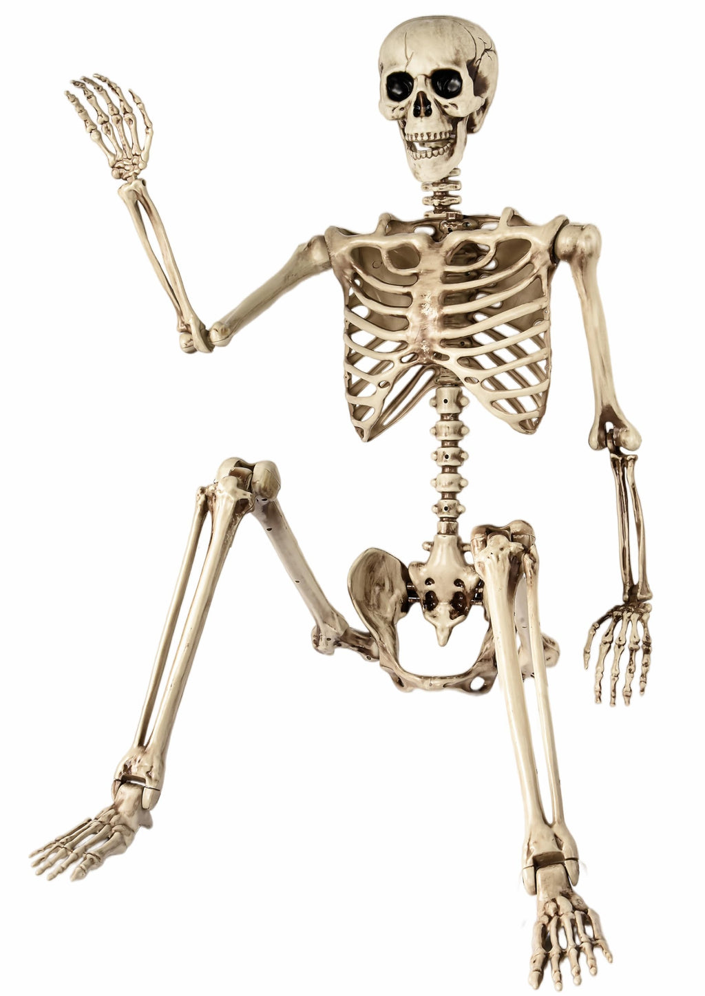 5.4 Ft Life Size Posable Skeleton R7377