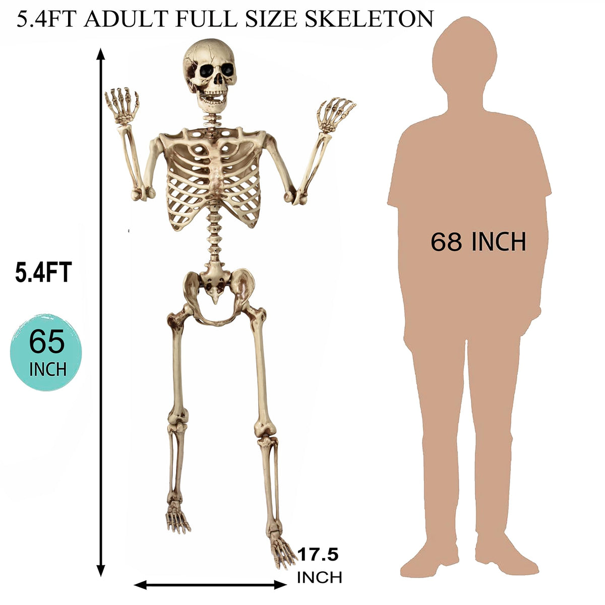 5.4 Ft Life Size Posable Skeleton R7377