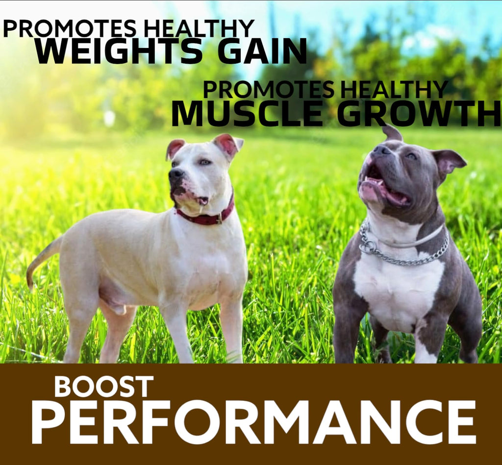 Chewable Tablets for Dogs T439404