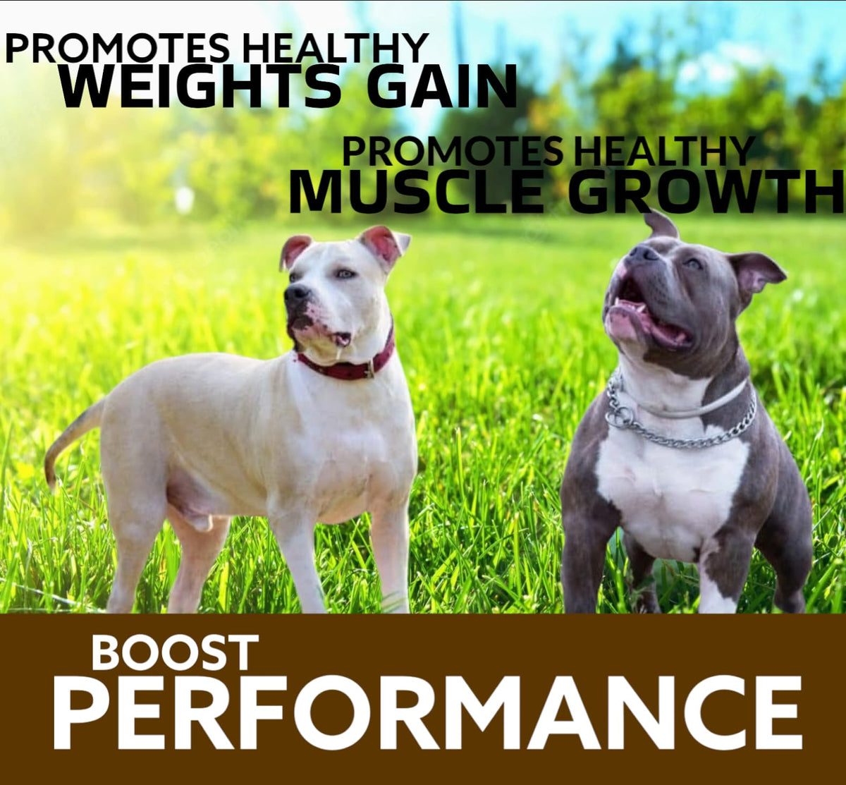 Chewable Tablets for Dogs T439404