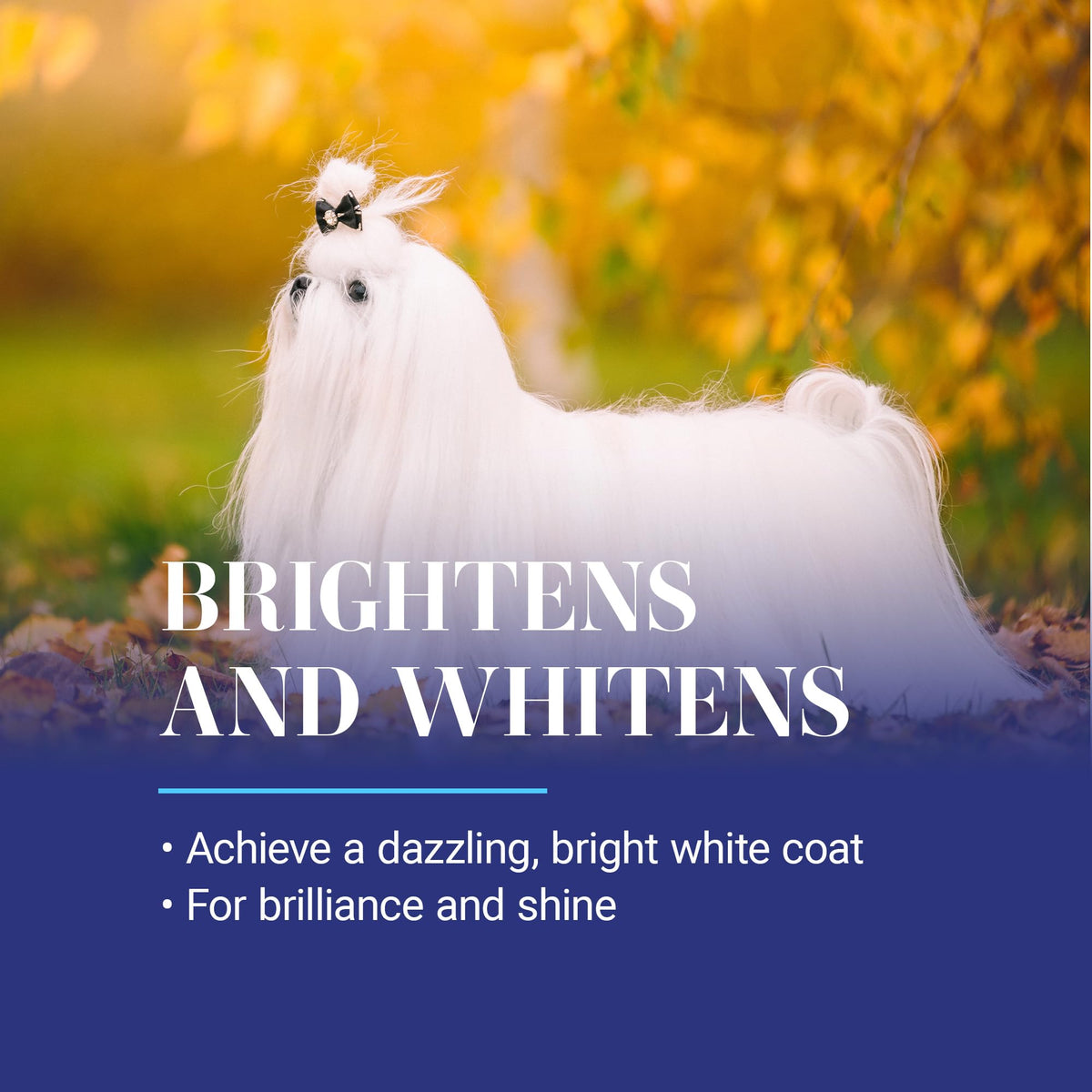 White Dog Shampoo 16OZ Q206