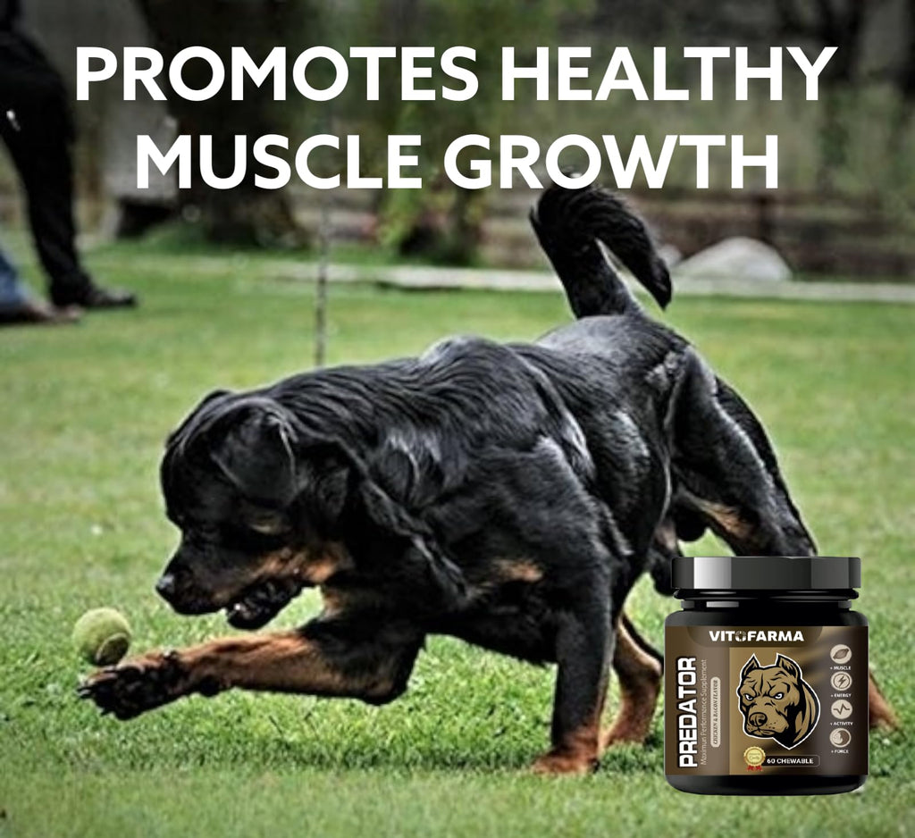 Chewable Tablets for Dogs T439404