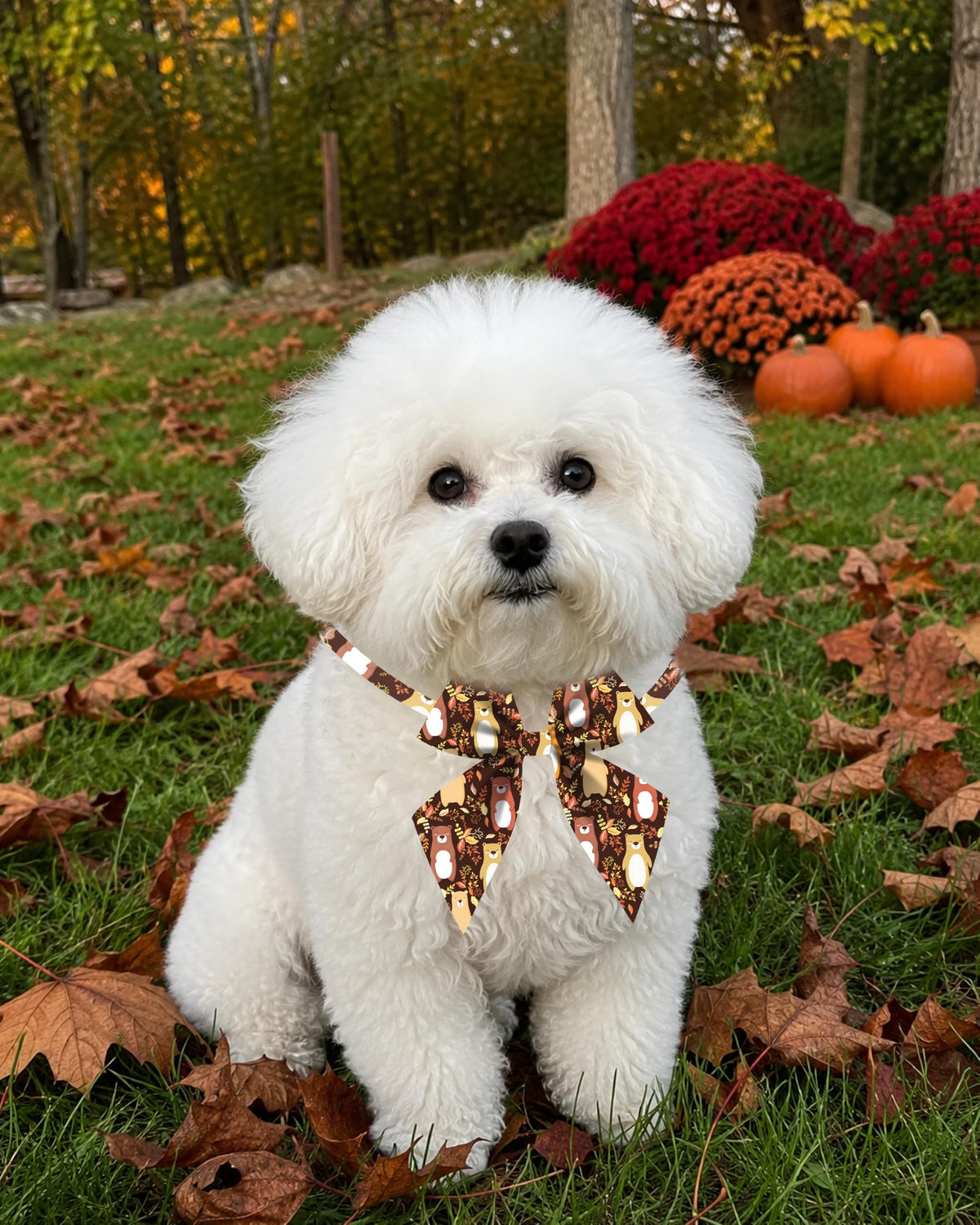 50 Pack Dog Bowties D606