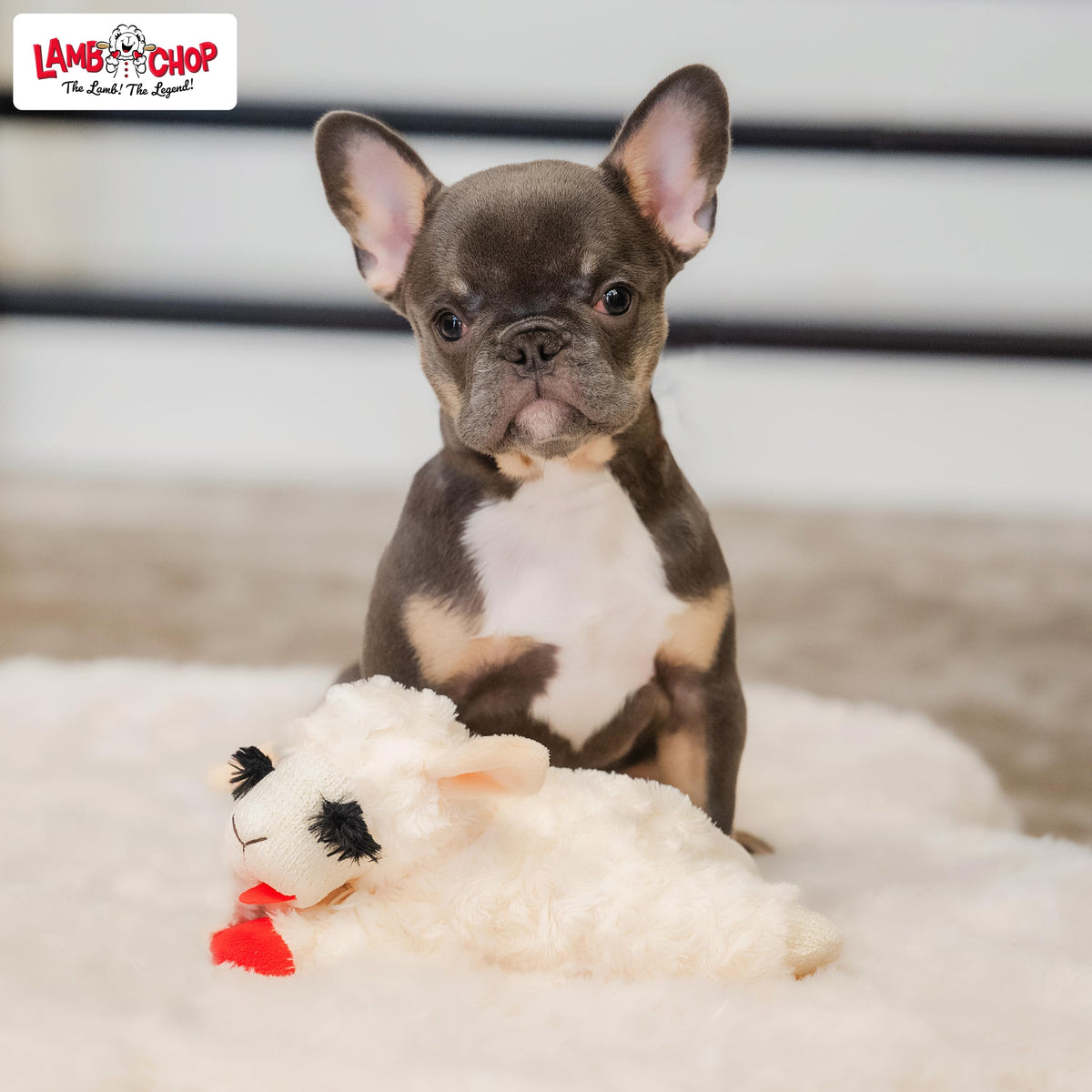 Dog Plush Squeaky Toy C904