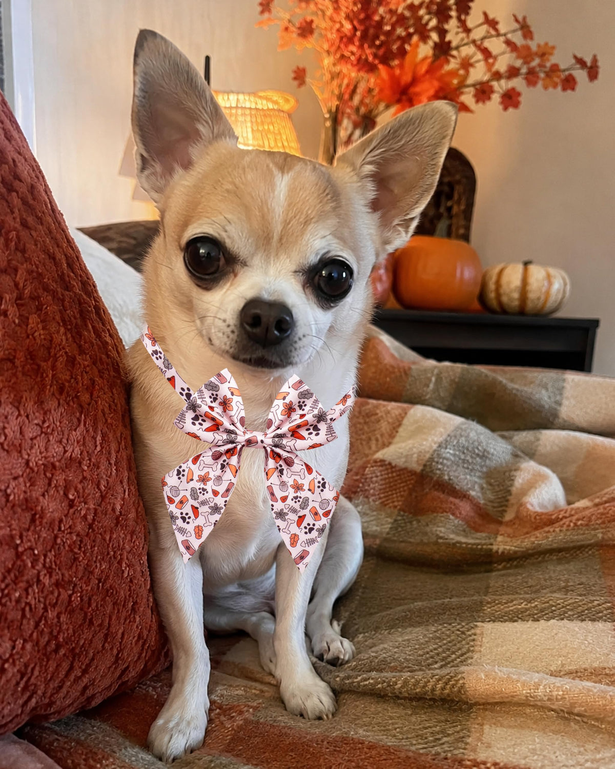 50 Pack Dog Bowties D606