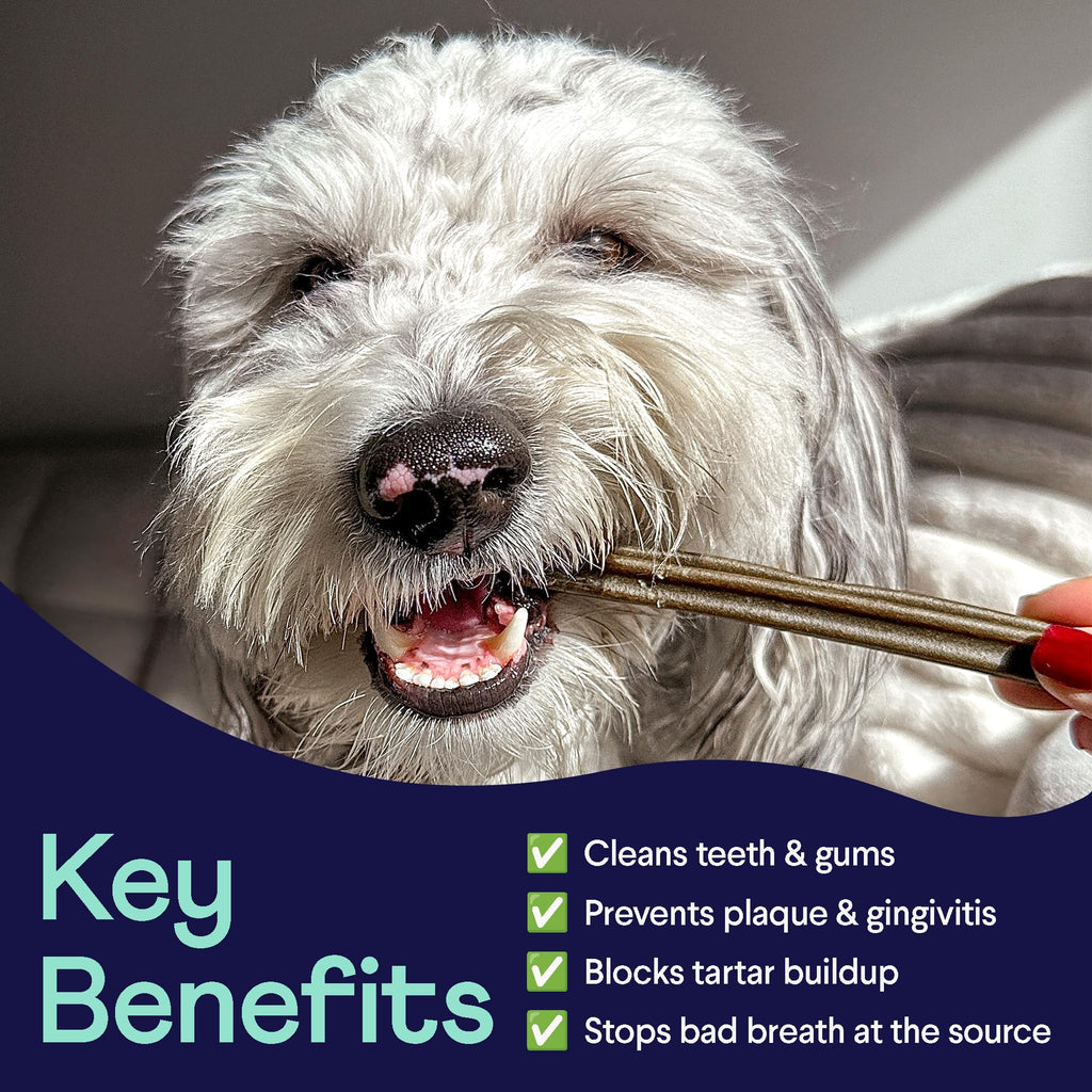 Dental Chews for Dogs 25+ lbs O37693
